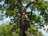 Tree Preservation