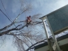 Tree Removal, Reno NV
